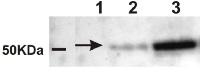 AMY | Alpha-amylase  in the group Antibodies Plant/Algal  / Carbohydrates at Agrisera AB (Antibodies for research) (AS10 712)